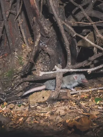 An Asian house shrew, a venomous mammal often mistaken for a rat, discovered during one of our wild explorations in Gurgaon.
