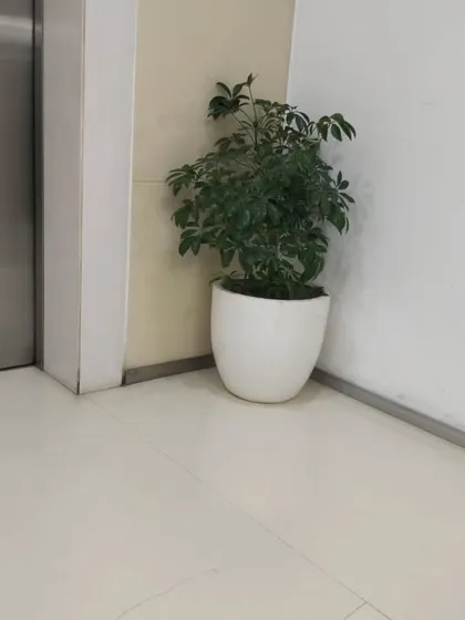 Even a simple corner next to an elevator can be transformed with the right plant. This Schefflera, or Umbrella Plant, in a simple white pot adds a touch of life to a transitional space that is often overlooked, improving the experience for everyone in the building.