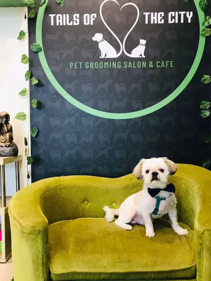 Mocha the Maltese mix is looking dapper with his bow tie. We believe every pet deserves to look and feel their best.