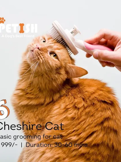 The "Cheshire Cat" is my essential grooming package for cats. It covers all the basics to ensure your cat stays clean, healthy, and happy.