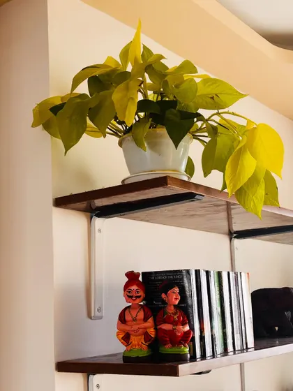 A bright Neon Pothos is a great way to add a pop of color to a high shelf. Its vibrant leaves stand out and bring a cheerful energy to the room.