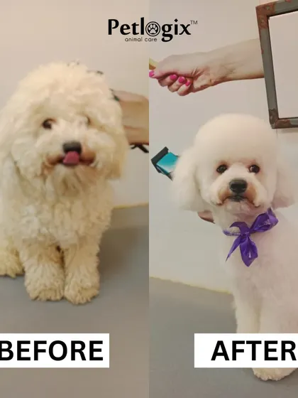 From a fluffy cloud to a perfectly coiffed pup. This makeover highlights our skill in shaping and styling, giving this dog a fresh, clean, and adorable new look.