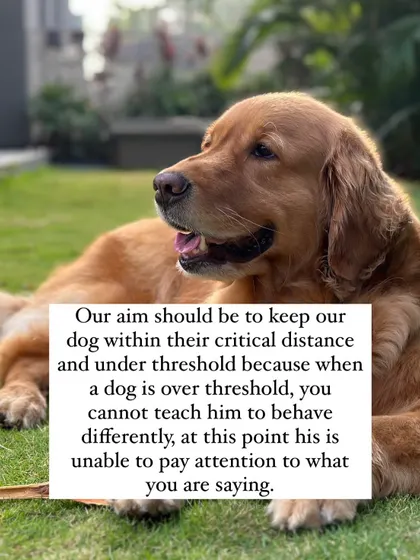 Our goal is to always keep our dog "under threshold," meaning at a distance from their trigger where they still feel safe and can learn. Once a dog is over threshold, they are in fight-or-flight mode and cannot process new information.