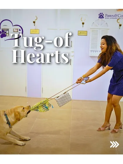 A playful "Tug of Hearts" between a guest and our founder. We believe in building joyful, personal connections with every pet.
