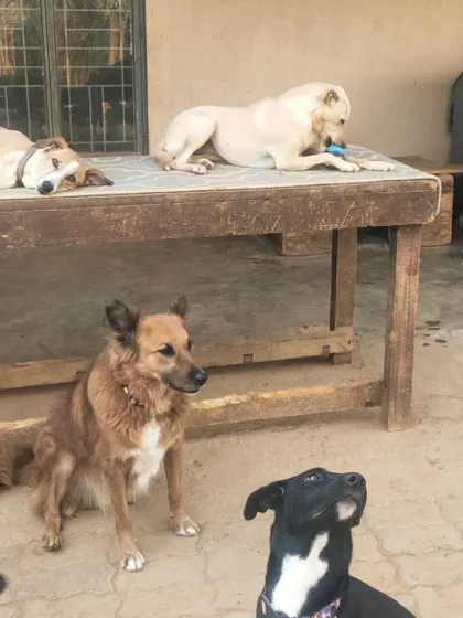 Another angle of our residents lounging. They are completely at ease in their home.
