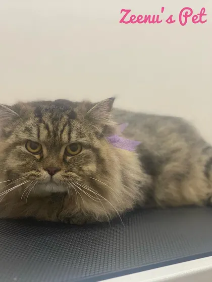 This is Boston, a classic long-haired tabby Persian, looking very relaxed post-groom. My de-shedding treatment works wonders on thick coats like his, reducing shedding at home and keeping his fur in top condition.