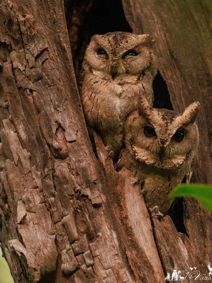 A pair of Indian Scops Owls cozy in their tree-hole home. These small owls have prominent ear tufts and are masters of camouflage.