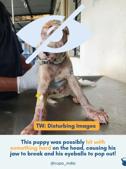 We use trigger warnings for extremely graphic images. This puppy was a victim of possible intentional harm, with a broken jaw and severe head trauma.