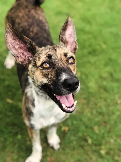 The happy, curious face of a brindle indie dog. Her bright eyes and perked ears show she's engaged and having a great time.