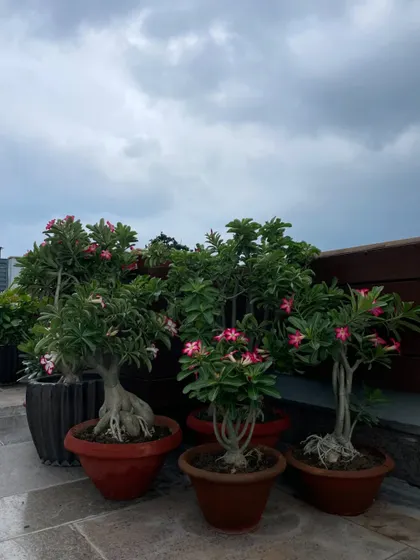 Adenium bonsais, also known as Desert Rose, add a unique and sculptural element to this terrace. Their thick trunks and delicate pink flowers make them a fantastic statement piece.
