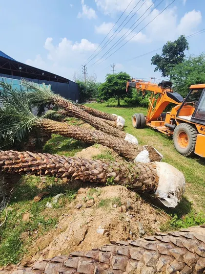 Several large Date Palm trees lie ready for planting at a project site. We ensure the root balls are carefully protected to guarantee a high success rate after transplantation.