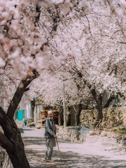 An elderly man stands on a street in Kargil, the path shaded by blossoming apricot trees. It's a quiet moment that speaks to the peaceful rhythm of life in this region.