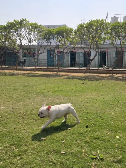 A French Bulldog enjoying a run across the lawn. Even our smaller guests love the chance to stretch their legs in a big, open area, a much better alternative to being cooped up.