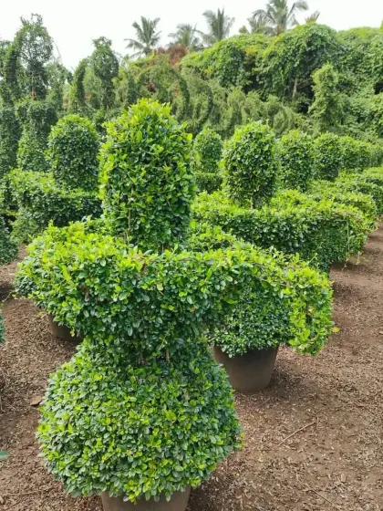This is a view of my nursery, showcasing a variety of topiary figures ready for selection. The piece in the foreground has a unique, abstract shape, demonstrating the range of custom forms I can create beyond just animals.