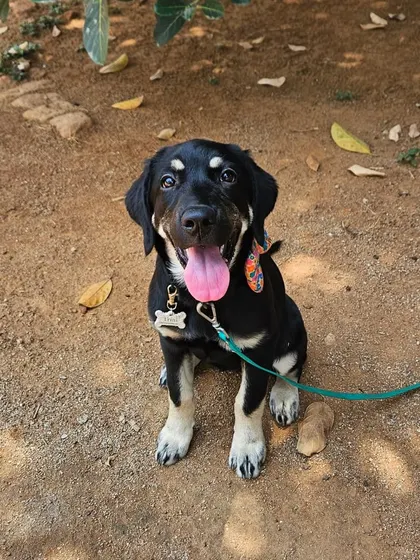 Look at that happy face! This adorable puppy is ready for their next adventure during one of our training sessions.