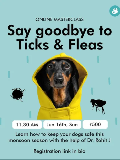 Monsoon season brings a high risk of ticks and fleas. In this online masterclass, our consulting veterinarian Dr. Rohit Joseph shares preventive strategies, treatment options, and home remedies to keep your dog safe from these parasites.