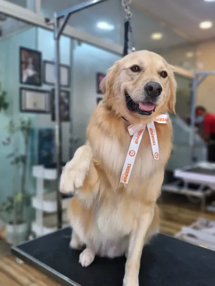 This happy Golden Retriever is giving me a high-five after his spa day. It's moments like these that make my job so rewarding.