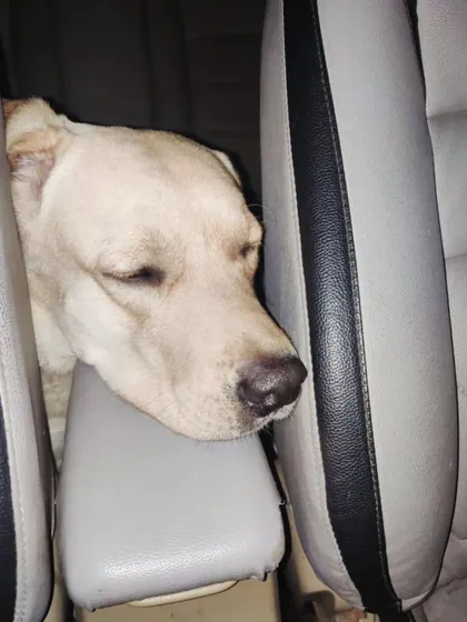 This spot between the seats looks like a good place for a nap. They always find the coziest and funniest places to sleep.
