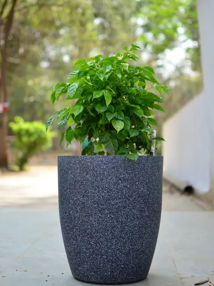 A classic cylindrical planter with a dark, speckled stone-like finish, providing a timeless and elegant look for any plant.