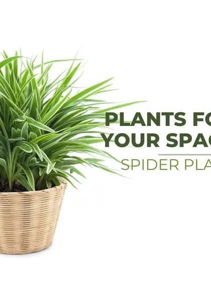 The Spider Plant is one of the easiest and most rewarding indoor plants. It purifies the air by absorbing carbon monoxide and formaldehyde, all while being very simple to maintain.