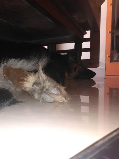 Vito the German Shepherd found a cool, quiet spot to rest under the furniture.