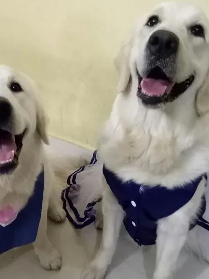 While it's not natural for dogs to wear clothes, it can be a fun activity if done correctly. The key is to build positive associations and ensure the dog is comfortable and not stressed. Here are some of our favorite dress-up moments.