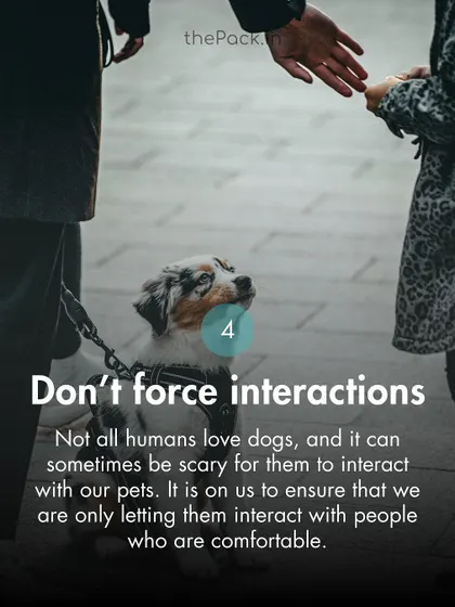 Don't force interactions. Not everyone is comfortable with dogs, and it's our responsibility to respect their space.