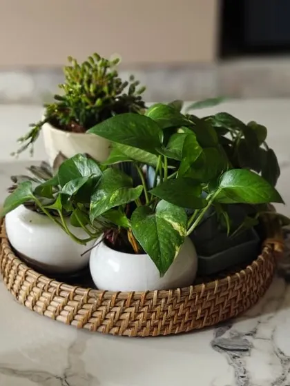 A round rattan tray is a stylish way to display a collection of small potted plants. This arrangement of succulents and pothos makes a beautiful, portable centerpiece for a coffee table or dining table.