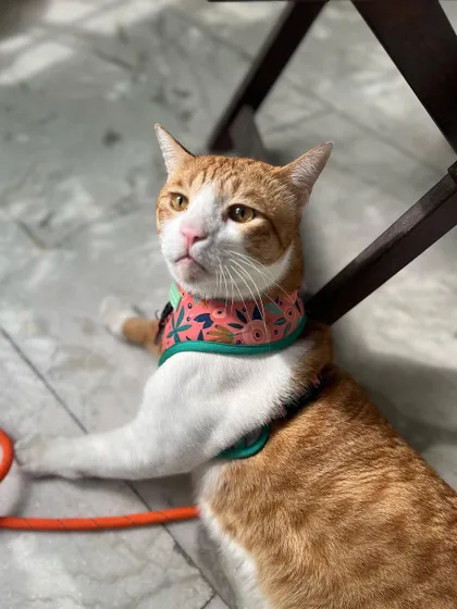 Jarvis is here for a month-long stay while his family moves. I offer long-term boarding and provide a stable, loving environment during transitional times.