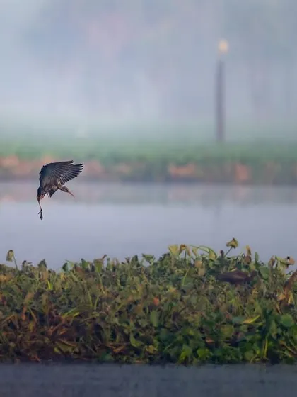 A bird dives for a meal in the misty Surajpur wetlands. This shot captures a fleeting moment of action against a soft, atmospheric background.