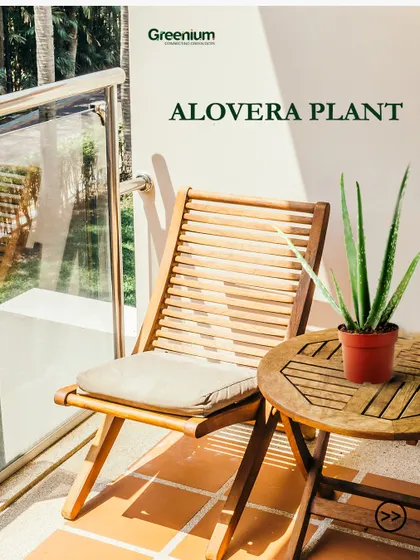 An Aloe Vera plant is a great, low-maintenance choice for a sun-kissed balcony. It's not only beautiful but also has many practical uses, adding value to your outdoor space.