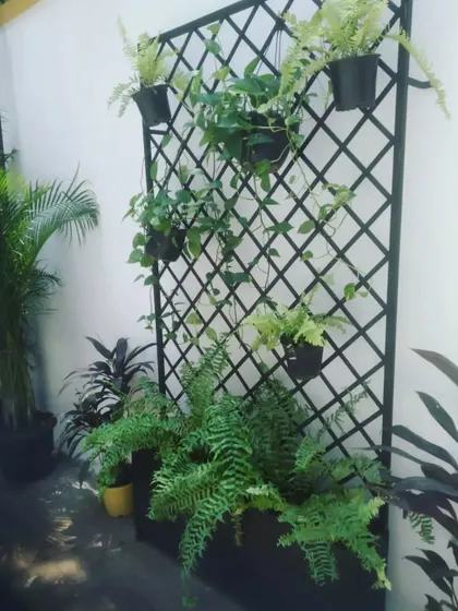 A closer look at the trellis we installed for a dear client. It's a versatile solution that allows for a mix of planters and climbers, like these ferns and pothos, to create a personalized garden wall.
