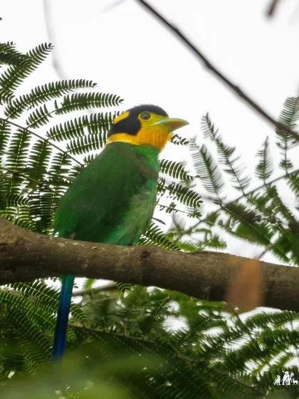 The Long-tailed Broadbill, also known as the Helmet Bird, is a stunning resident of the Himalayas. Its unique colors and shape make it a prized sighting on our high-altitude birding treks.