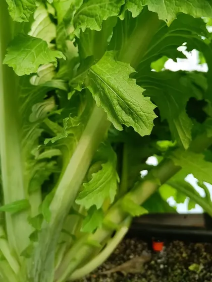 A healthy Chinese Cabbage plant. We are always experimenting with new varieties, including red cabbage and red turnip, to expand our offerings.
