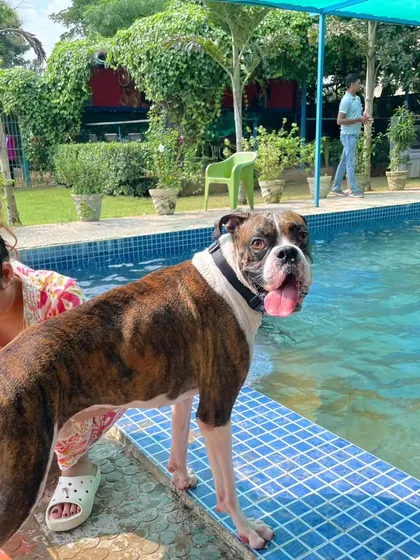 This Boxer is getting ready for a hydrotherapy session. Swimming is an excellent form of therapy for dogs recovering from injury or suffering from joint pain, as it's a non-weight-bearing exercise.