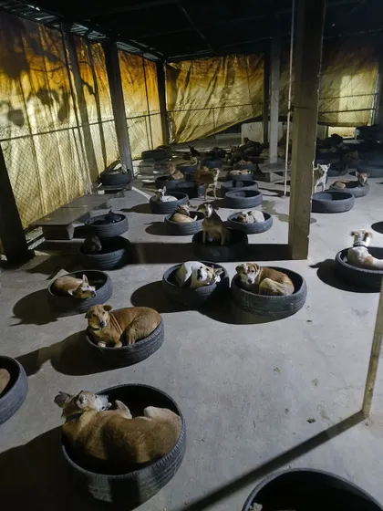 A wide view of one of our night shelters, where dogs sleep peacefully in their individual tyre beds. This ensures every dog has a clean, dry, and personal space to rest.