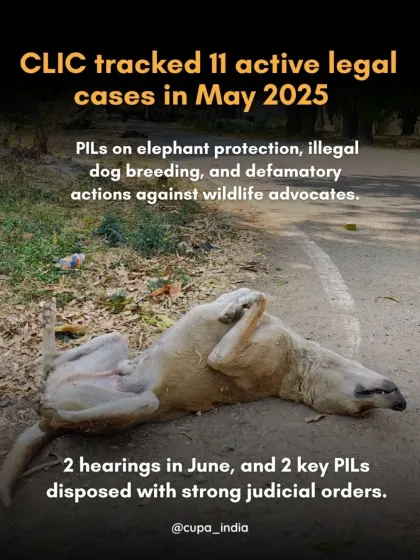 In May, I tracked 11 active legal cases, including PILs on elephant protection and illegal dog breeding, with two key PILs resulting in strong judicial orders.