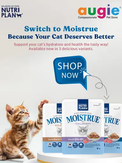 If you're looking to improve your cat's hydration and overall health, I highly recommend switching to Moistrue. It's available in three delicious variants, so you can find the one your cat loves most.