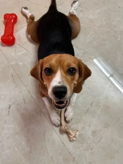Bella the Beagle is ready to play. I always come prepared with toys and games, but I'm also happy to use your dog's favorites to maintain a sense of normalcy and fun.