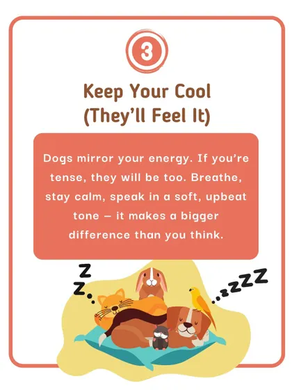 The third and perhaps most important tip for vet visits: keep your cool. Dogs mirror our energy, so if you stay calm and speak in an upbeat tone, it makes a huge difference in how they feel.