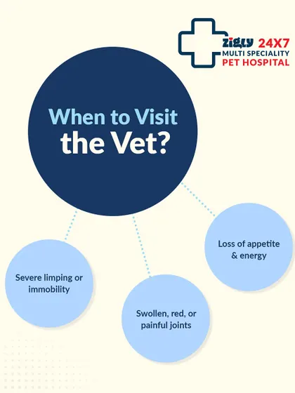 When should you see a vet for joint pain? If you notice severe limping, swollen joints, or a loss of appetite and energy, it's time to book a consultation for a thorough examination.