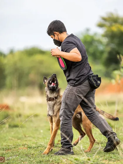 A simple game of frisbee is a great way to build focus and teamwork. It's all about the negotiation and communication between me and the dog.