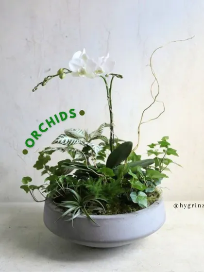 An elegant arrangement featuring a white Orchid. Orchids add a touch of sophistication to any indoor garden and can be combined with other foliage for a complete look.