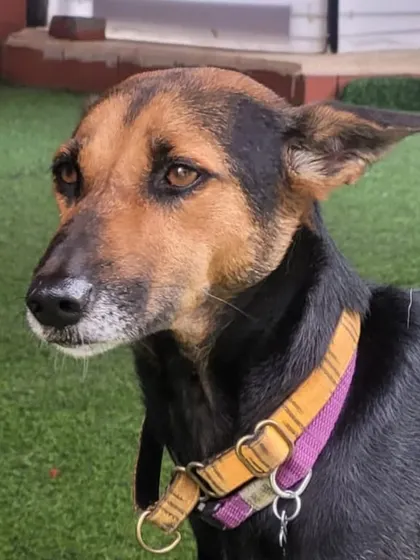 The thoughtful expression of a sweet Indie dog. Each one has a unique personality just waiting to be discovered by a loving family.
