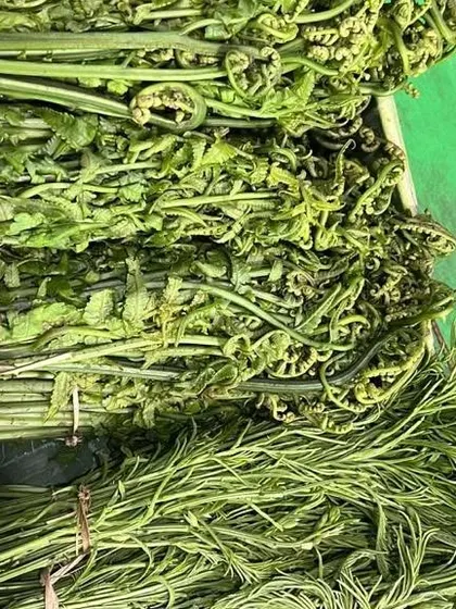 Freshly foraged fiddlehead ferns, known as Dhekia Xaak in Assamese. These are a seasonal delicacy, best when stir-fried simply to retain their crisp texture and earthy taste.
