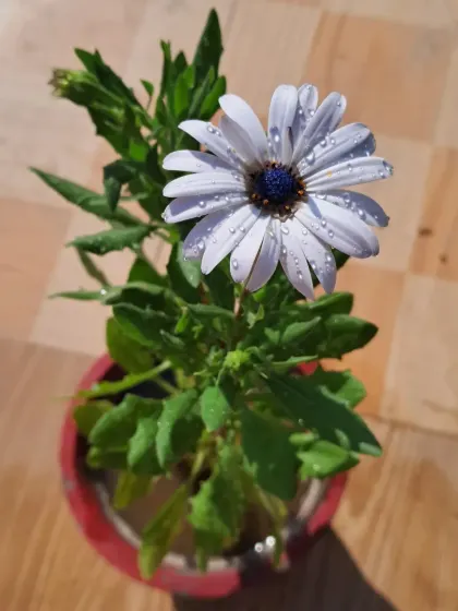 An overhead view of the Dimorphotheca flower.