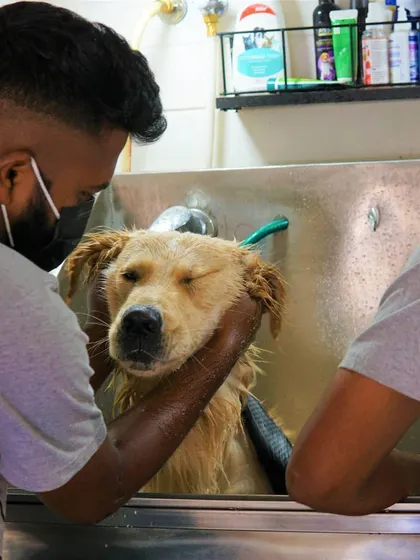 Mufasa the Golden Retriever getting a relaxing head massage during his bath. We make sure every part of the grooming process is as stress-free as possible.