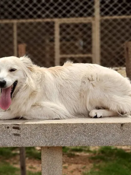 This happy floof has found the best seat in the house. A raised platform gives him a great vantage point to survey his kingdom.