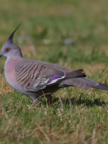 The Crested Pigeon is one of the most unique-looking pigeons, endemic to Australia. Its slender crest and the metallic, iridescent patches on its wings are simply beautiful.
