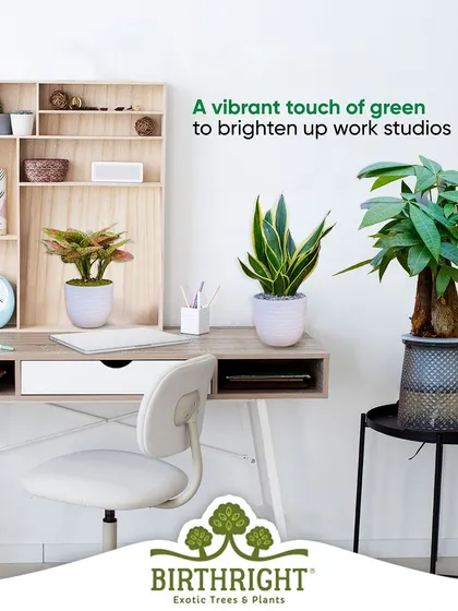 Adding a vibrant touch of green can brighten up any work studio. We help you select the right plants to create an environment that inspires creativity and boosts well-being.